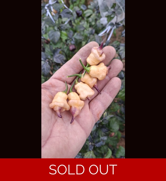 GANZO peach (f7) -> (f8)  (10+seeds)